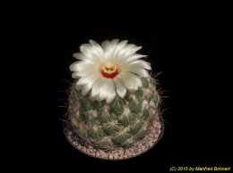 Coryphantha pallida 525